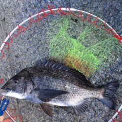 スケスケな状態かなり渋い！