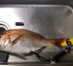 ショアタイラバ