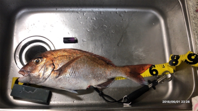 ショアタイラバ