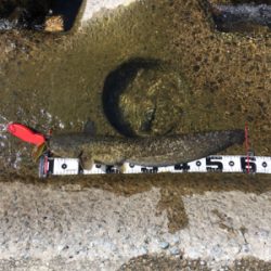 デイナマズフィッシング