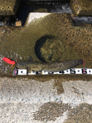 デイナマズフィッシング