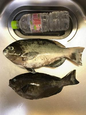 夜釣りでストレス発散