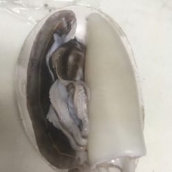 江井ヶ島でコウイカ