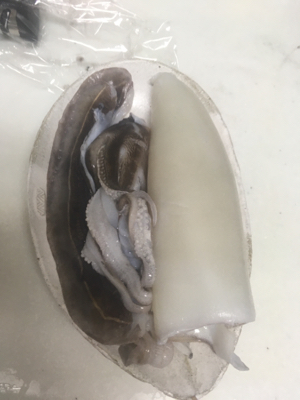 江井ヶ島でコウイカ