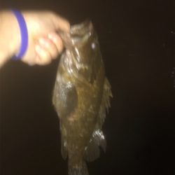 ロックフィッシュ！