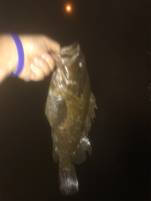 ロックフィッシュ！