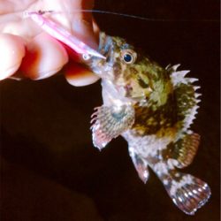 おかえりロックフィッシュ!