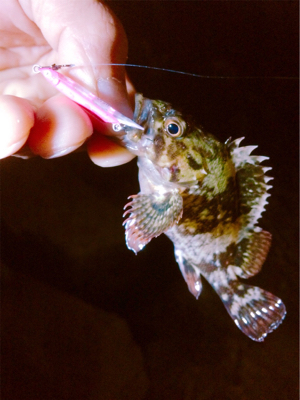 おかえりロックフィッシュ!