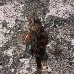 アーミーベイト。