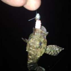 和歌山五目ゲーム