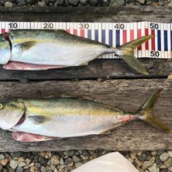 今シーズン初！