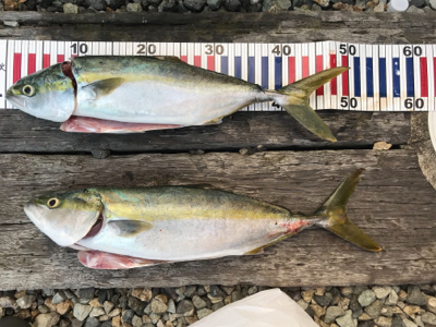 今シーズン初！