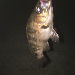 親父たちの釣行 舞鶴代2弾