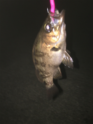 親父たちの釣行 舞鶴代2弾