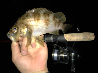 キビアジメバ(釣行 其の弐拾六)