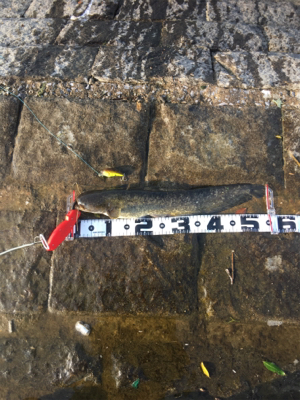 デイナマズゲーム2