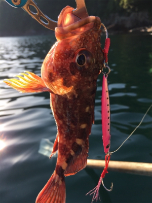 手漕ぎボートでモンハタ・ガシラ