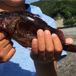 煙樹ヶ浜でロックフィシュ