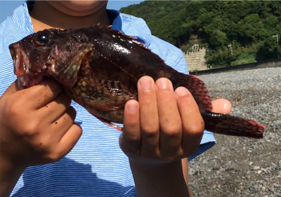 煙樹ヶ浜でロックフィシュ