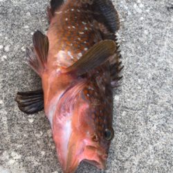 日に日に大きく