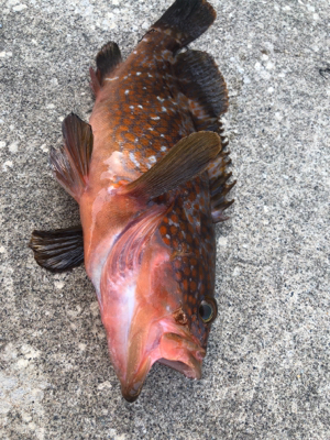 日に日に大きく