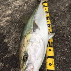 ブリ釣りたかった