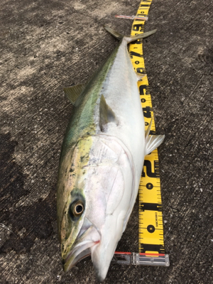 ブリ釣りたかった