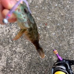 久々にアジング成立も