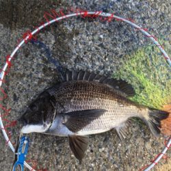 テトラでスケスケワカメ！