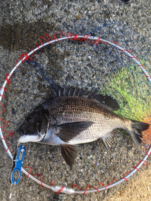 テトラでスケスケワカメ！