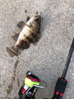 男鹿半島ライトゲーム