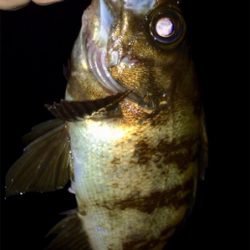 シーバスとメバルの乱舞ブー