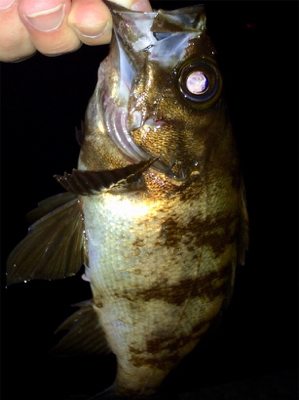 シーバスとメバルの乱舞ブー