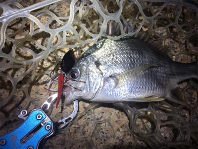 淀川ブリームゲーム ナダモニター釣行その1…