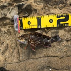 またまたイカを求めて