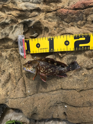 またまたイカを求めて