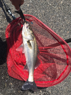 青物釣れないのでシーバス