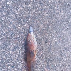 船仕掛けアレンジ