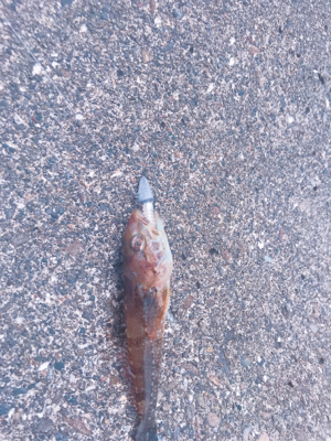 船仕掛けアレンジ