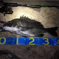 淀川ブリームゲーム チヌジグでマチヌ