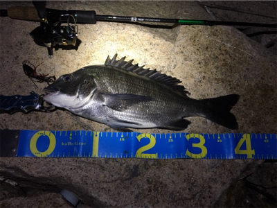 淀川ブリームゲーム チヌジグでマチヌ