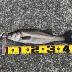 南港 エビ撒き釣行！