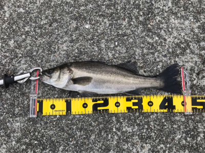 南港 エビ撒き釣行！