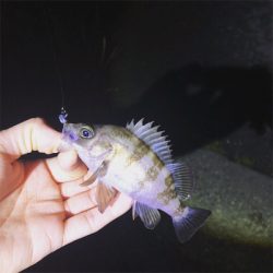 まだまだメバリング