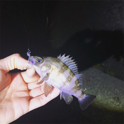 まだまだメバリング