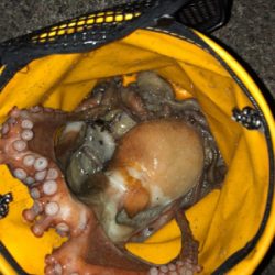 オクトパッシング