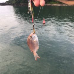 朝まずめフィーバー