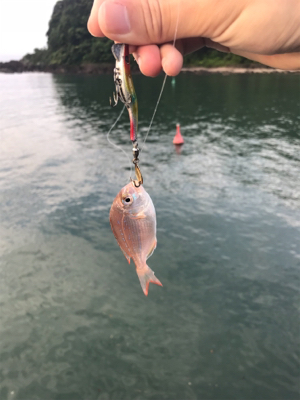 朝まずめフィーバー