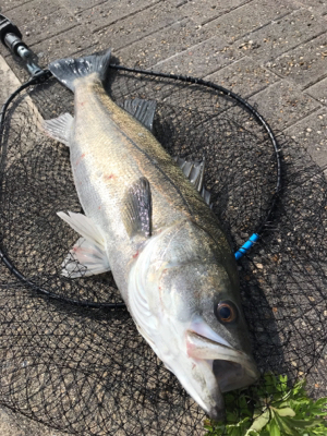 徹夜回避の朝から3本