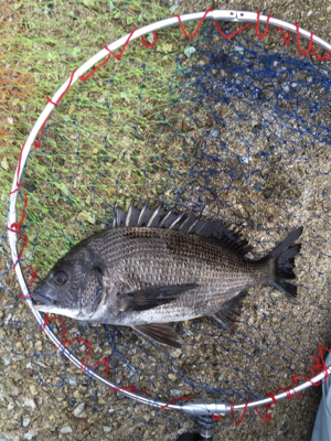 バイトラッシュ！